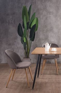 a table with two chairs and a potted plant