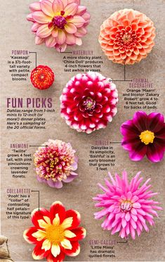 an info sheet with different types of flowers on it and the names in each section