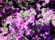 purple flowers are blooming in the garden