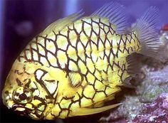 a yellow fish with black and white lines on it's body is swimming in the water