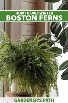 a potted plant with the title how to overwint boston ferns gardener's path