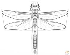 a drawing of a dragonfly sitting on top of a piece of paper with the wings folded