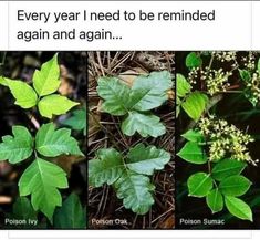 four different types of leaves with the caption'this might help folks pass along '