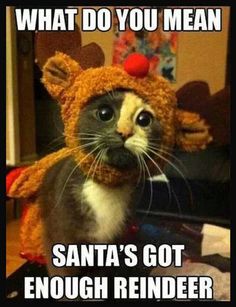 a cat wearing a knitted hat with the caption what do you mean santa's got enough reindeer