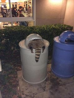 a raccoon in a trash can on the sidewalk