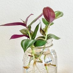 a glass jar filled with water and flowers