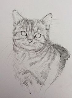 a pencil drawing of a cat with big eyes