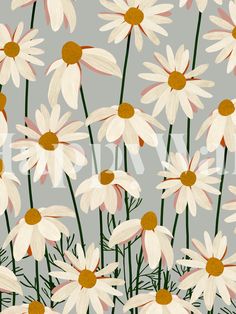 a bunch of white daisies on a gray background