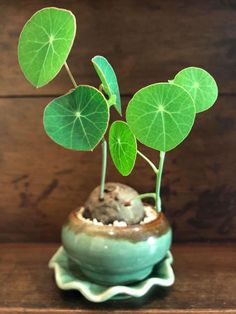 a small potted plant with green leaves