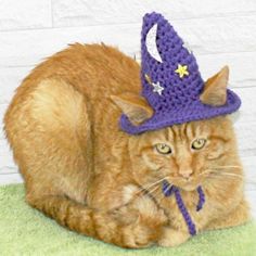 an orange cat wearing a purple crocheted hat