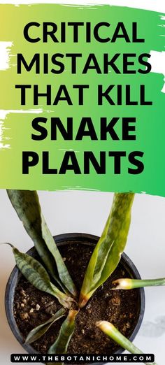 a small potted plant with the words, how to get ridict and what to do about it