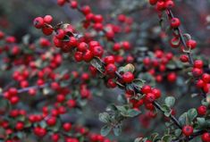 red berries are growing on the branches of a tree