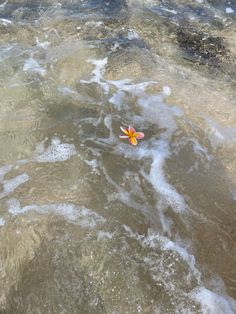 an orange flower floating on top of the water in front of some rocks and sand