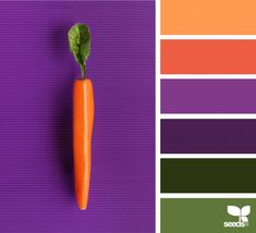 an orange carrot on a purple background with color swatches