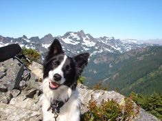 a black and white dog sitting on top of a mountain