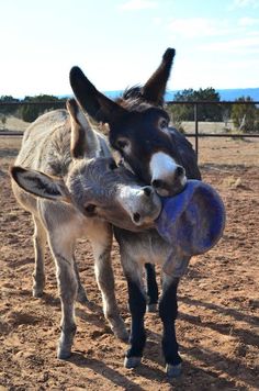 two donkeys standing next to each other on a dirt field