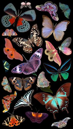 many different colored butterflies on a black background