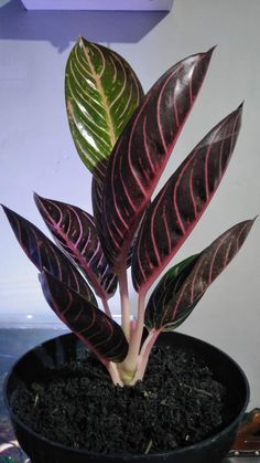 a potted plant with purple and green leaves