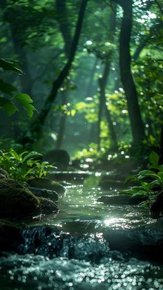 a stream running through a lush green forest