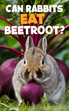 a rabbit eating an onion on the ground with text that reads can rabbits eat beetroot?