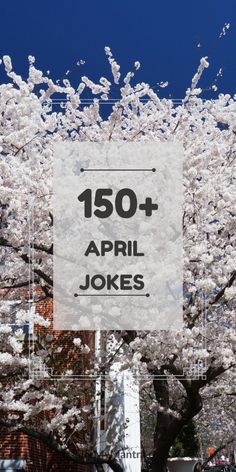 a sign that is in front of a tree with white blossoms on it and the words, 150 + april jokes