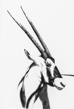 an antelope is shown in black and white