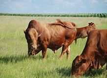 two brown cows grazing in a grassy field