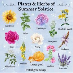 a poster with flowers and herbs for the summer solstice