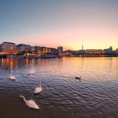 swans swimming in the water at sunset near a large city with tall buildings and lights