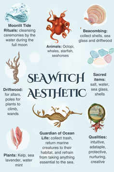 Sea witch aesthetic infographic with tips to bring out your inner sea witch. Illustrated with vintage ocean inspired images. Sea Witch Potion, Sea Witchery Aesthetic, Sea Witch Aesthetic, Sea Witchery, Sea Witchcraft, Collecting Seashells, Sea Treasure