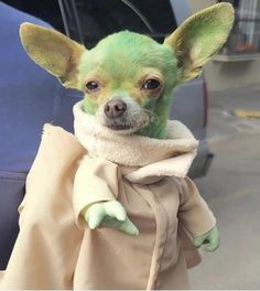 a small dog dressed as yoda from star wars is wearing a robe and looking at the camera