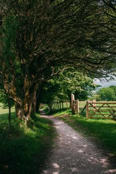 a dirt road that is surrounded by trees