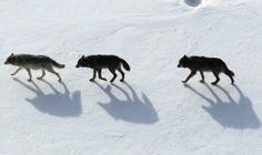 three wolfs are walking in the snow with their shadows on the ground and behind them is a ball