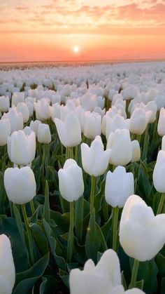 a field full of white tulips with the sun setting in the back ground