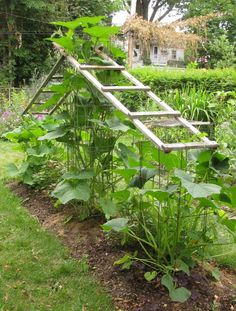 a ladder is attached to the side of a garden bed with plants growing in it