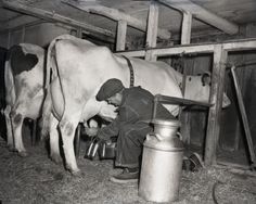 Farmer Milking Cow Using Machine | Photograph | Wisconsin Historical Society Milking Cows, Women's Land Army, Cow House, Farm Pictures, Elliott Erwitt, Dairy Cattle, Abbott And Costello, Dairy Cows, Dairy Farms