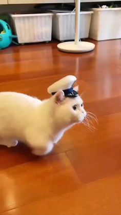 a small white cat walking across a wooden floor