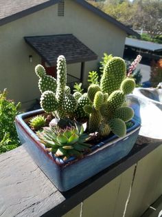 a potted plant sitting on top of a wooden table next to a pool and house