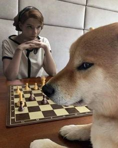 a dog sitting at a table next to a chess board with a woman in the background