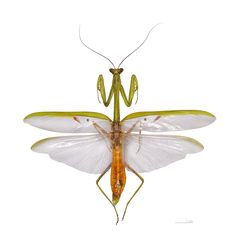 the praying mantisser is standing on its hind legs and has two wings spread out