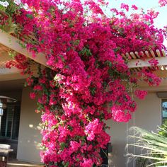 pink flowers growing on the side of a house