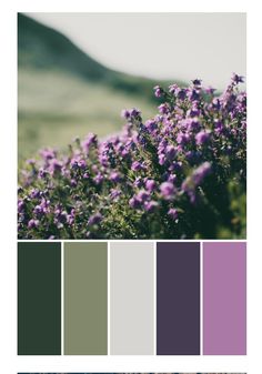 purple and green color palettes with mountains in the backgrounnd, lavender