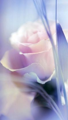 a blurry photo of a pink rose with long stems in the foreground and blue sky in the background