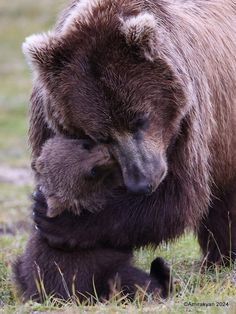 a large brown bear standing next to a baby bear on top of a grass covered field