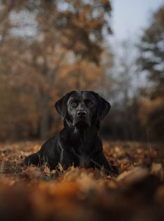 Black Labrador dog Photos Of Dogs Pet Photography, Man Dog Photography, Black Lab Fall Pictures, Hunting Dog Photoshoot, Dog Professional Photos, Black Lab Photography, Black Dog Photography Ideas, Dog Photo Shoot Ideas Pet Photography, Black Dog Photography