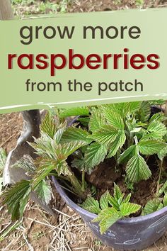 there is a potted plant with green leaves in it and the words grow more raspberries from the patch