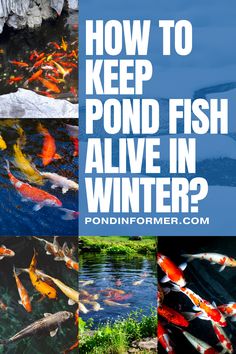 Article about keeping pond fish alive during winter, covering essential methods for maintaining a healthy pond environment.

Winter pond fish care, Pond fish survival tips, Winter pond maintenance, Pond heating methods