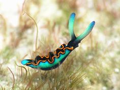 a blue and orange insect on some grass