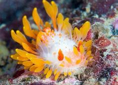 an orange and white sea slug on the ocean floor