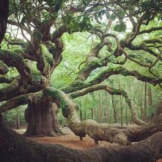 an old tree with moss growing on it's branches in a forest filled with trees